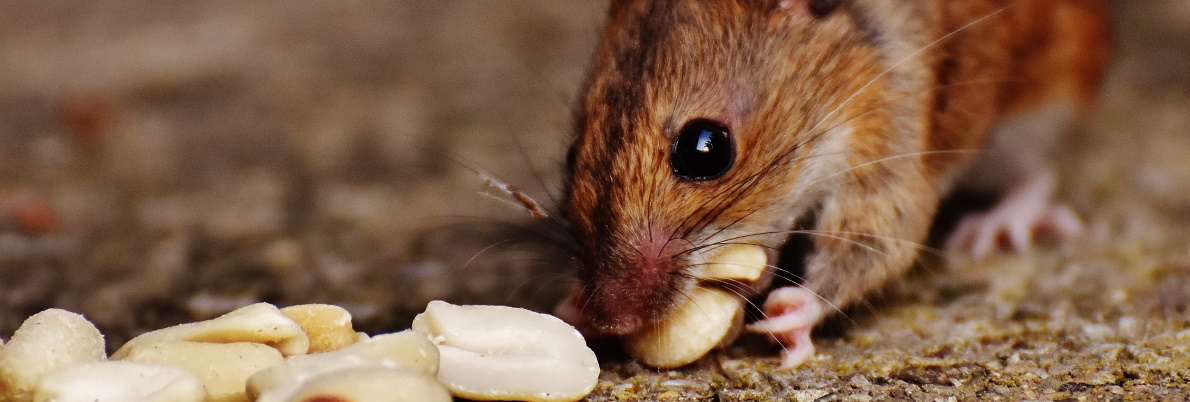 Мужчина попытался починить автомобиль и нашел под капотом 18 кг фундука